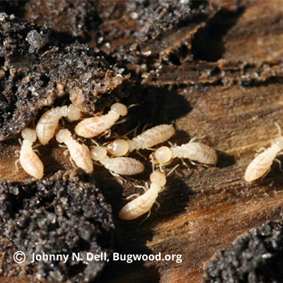 Termite Subterranean Termites
