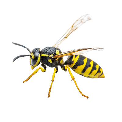 Stinging Insects Yellow Jacket