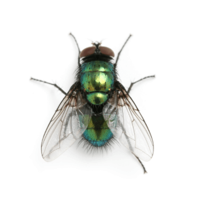 Bottle Fly Control Products