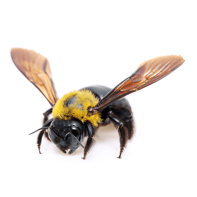 Carpenter Bees Control Products