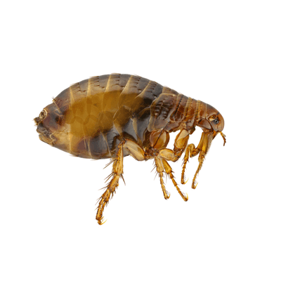 Fleas Control Products