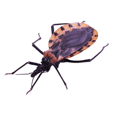 Kissing Bug Control Products