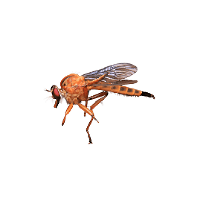 Phorid Fly Or Hump Backed Fly Control Products
