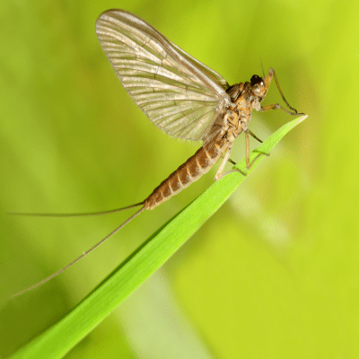 Shop by Pest | Light Attracted Flies-May fly