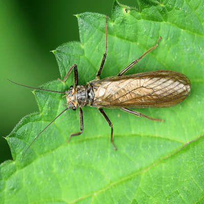 Shop by Pest | Light Attracted Flies-Stone fly