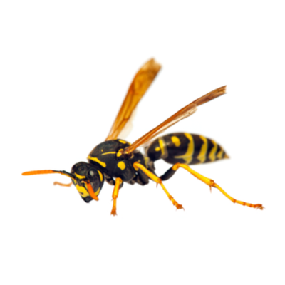Wasp Control Products